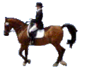 j'adorre les chevaux