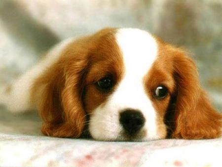 chiot