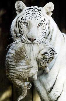 si vous voulais les prtaiger signer cette petition